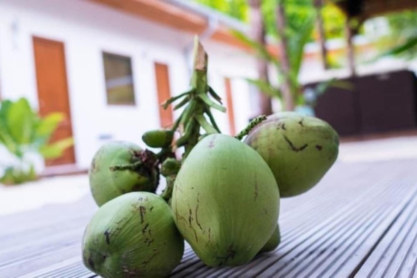 Hotel Dive Villa Thoddoo